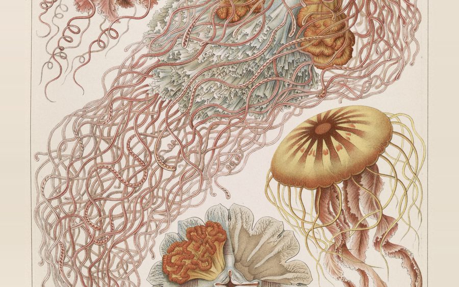Discomedusae — Ernst Haeckel, Kunstformen der Natur, 1904