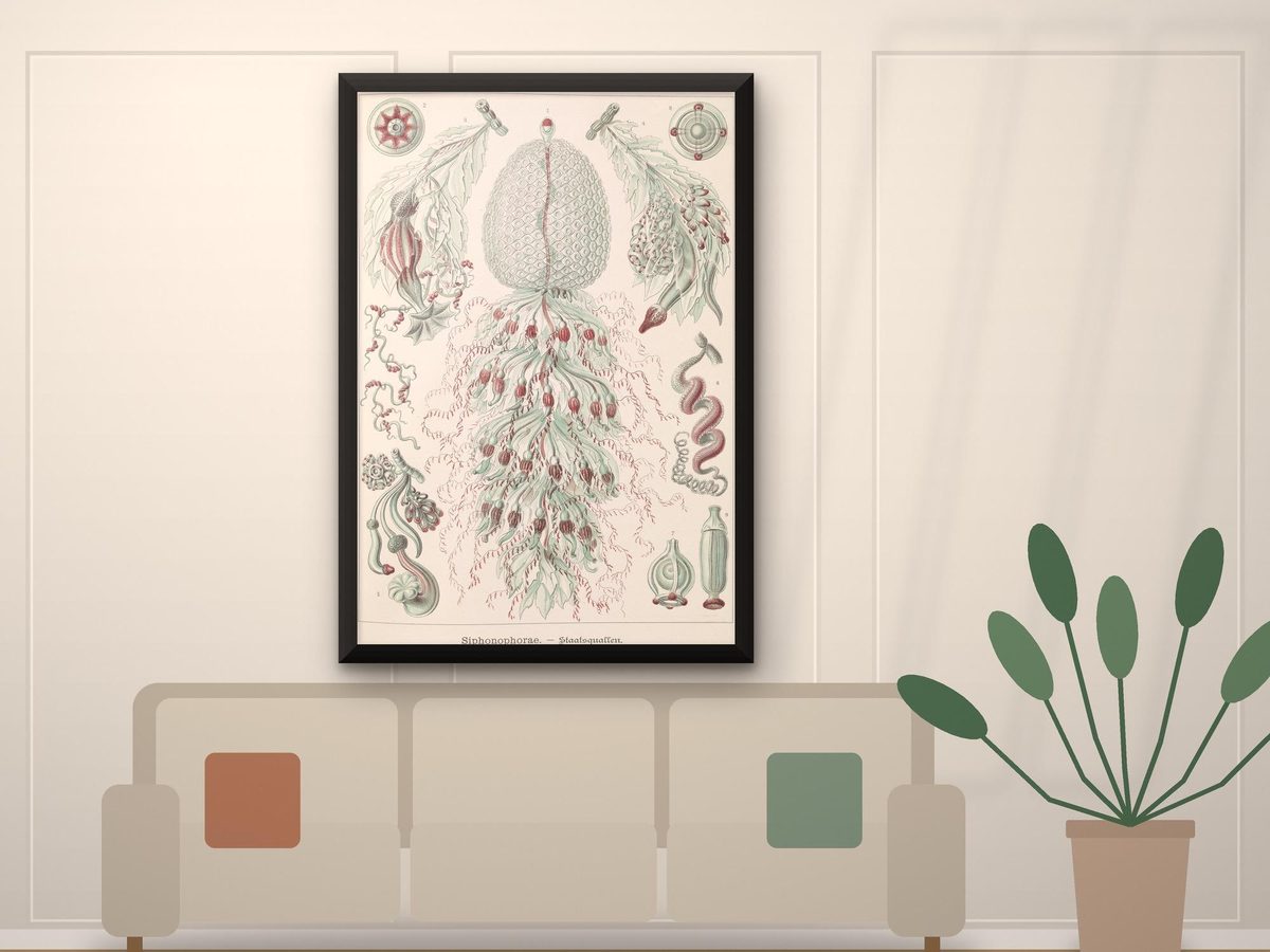 Ernst Haeckel Siphonophore 1904 Print, Kunstformen der Natur Plate, Vintage Scientific Illustration, Coastal Wall Art (Framed Canvas)