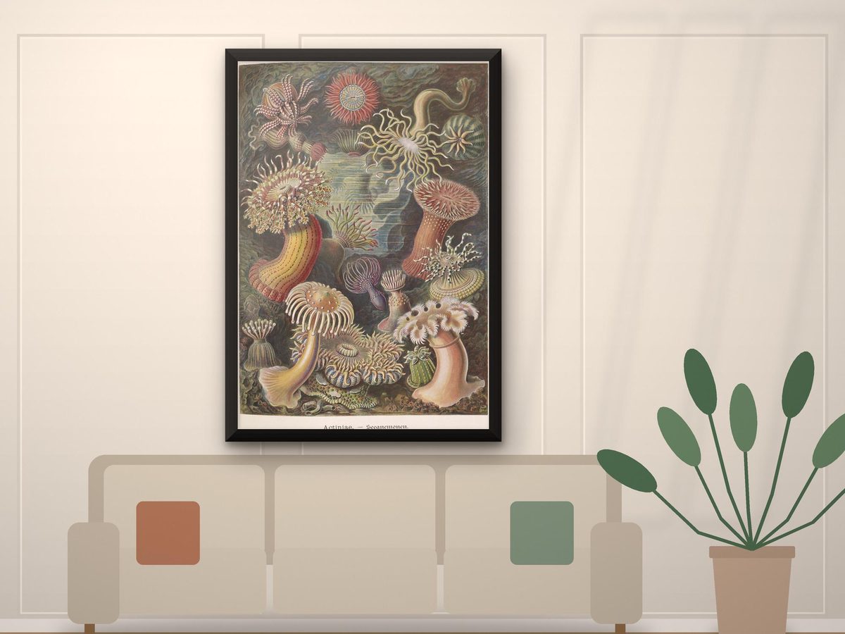 Ernst Haeckel Sea Anemone 1904 Print, Actiniae Plate Kunstformen der Natur, Coastal Wall Art (Framed Canvas)