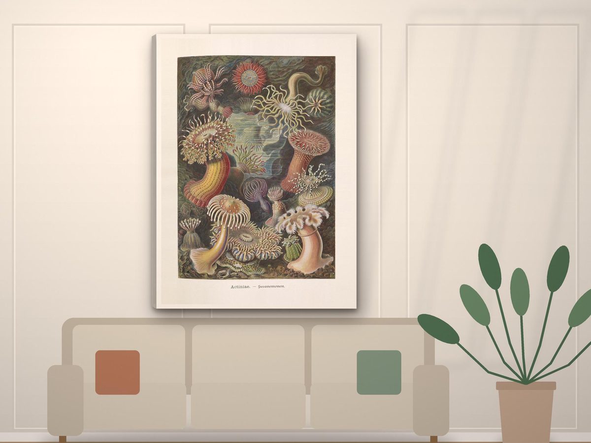 Ernst Haeckel Sea Anemone 1904 Print, Actiniae Plate Kunstformen der Natur, Coastal Wall Art (Gallery Wrapped Canvas)