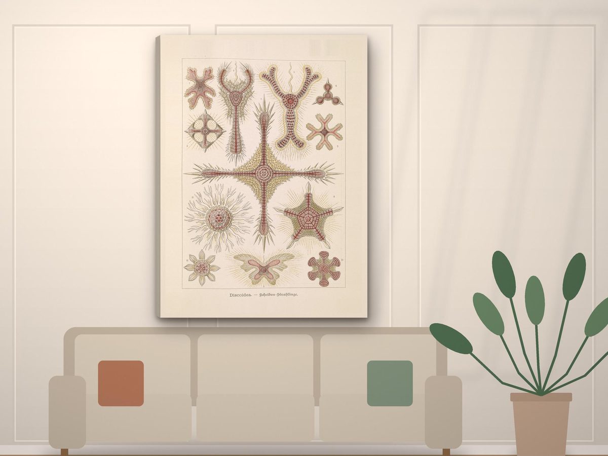 Ernst Haeckel Radiolaria 1904 Print, Kunstformen der Natur Plate, Geometric Microorganisms, Science Wall Art (Gallery Wrapped Canvas)