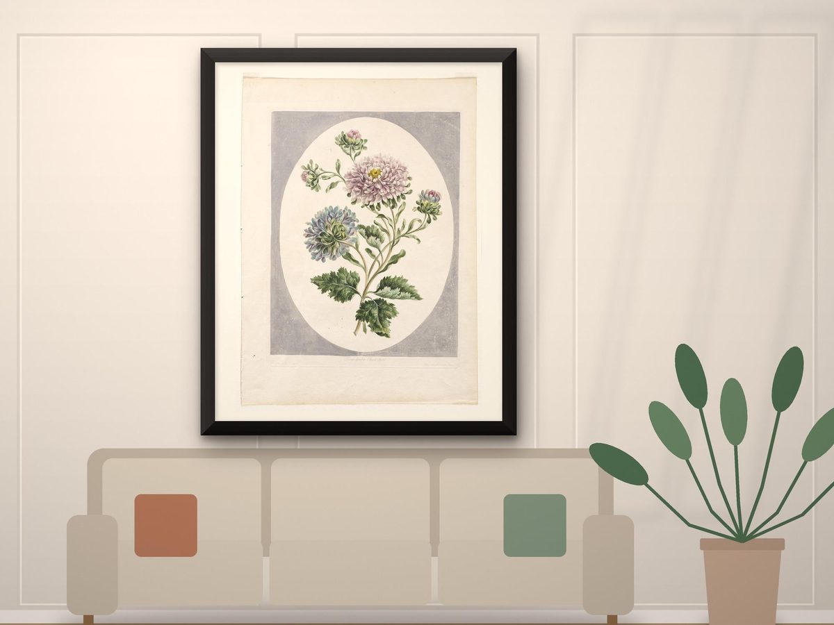 John Edwards 1798 China Aster Botanical Print, Large Double China Aster, Antique Flower Illustration, Cottagecore Wall Art