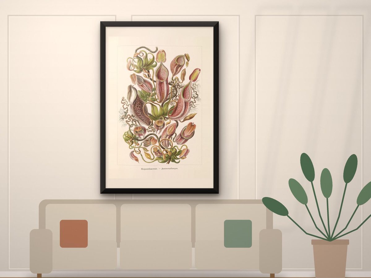 Ernst Haeckel Pitcher Plant 1904 Print, Nepenthaceae Plate 62 Kunstformen der Natur, Boho Jungle Decor (Framed Canvas)
