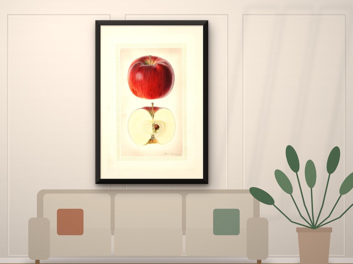 USDA Pomological Watercolor Antique Fruit Print, Vintage Kitchen Wall Art, Farmhouse Decor, Vintage Poster
