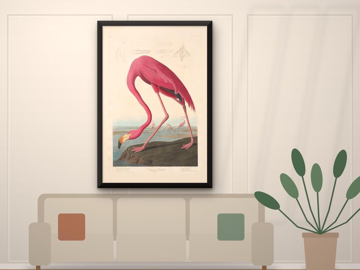 John James Audubon American Flamingo 1838 Print, Havell Engraving, Pink Bird Wall Art (Framed or Unframed)