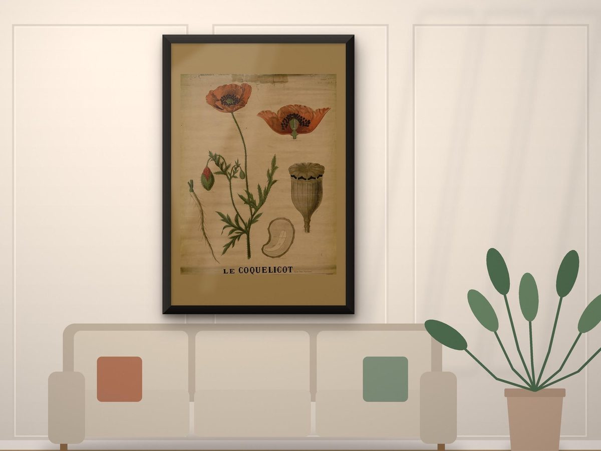 Deyrolle Poppy Botanical Chart Print, Antique French Coquelicot School Plate, Vintage Flower Wall Art (Public Domain)