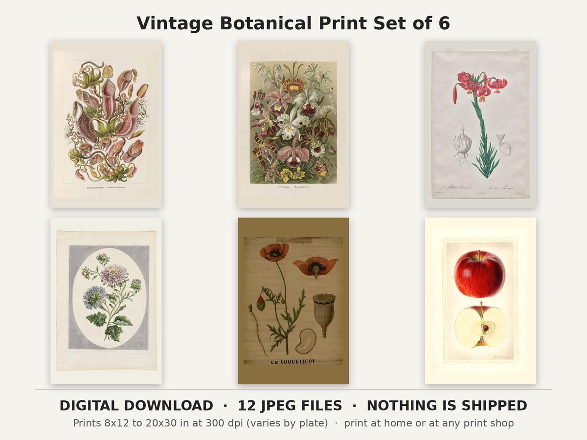 Haeckel, Redoute, Edwards Antique Botanical Print Set of 6, Printable Flower Illustrations, Digital Download Gallery Wall Set