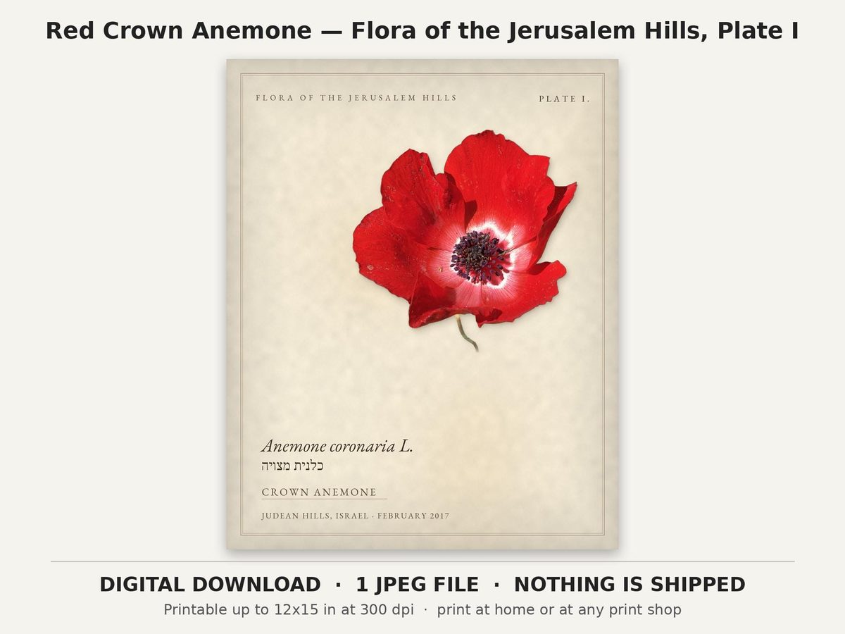 Red Crown Anemone Botanical Print, Israel Wildflower, Jerusalem Hills Flora (Digital Download)