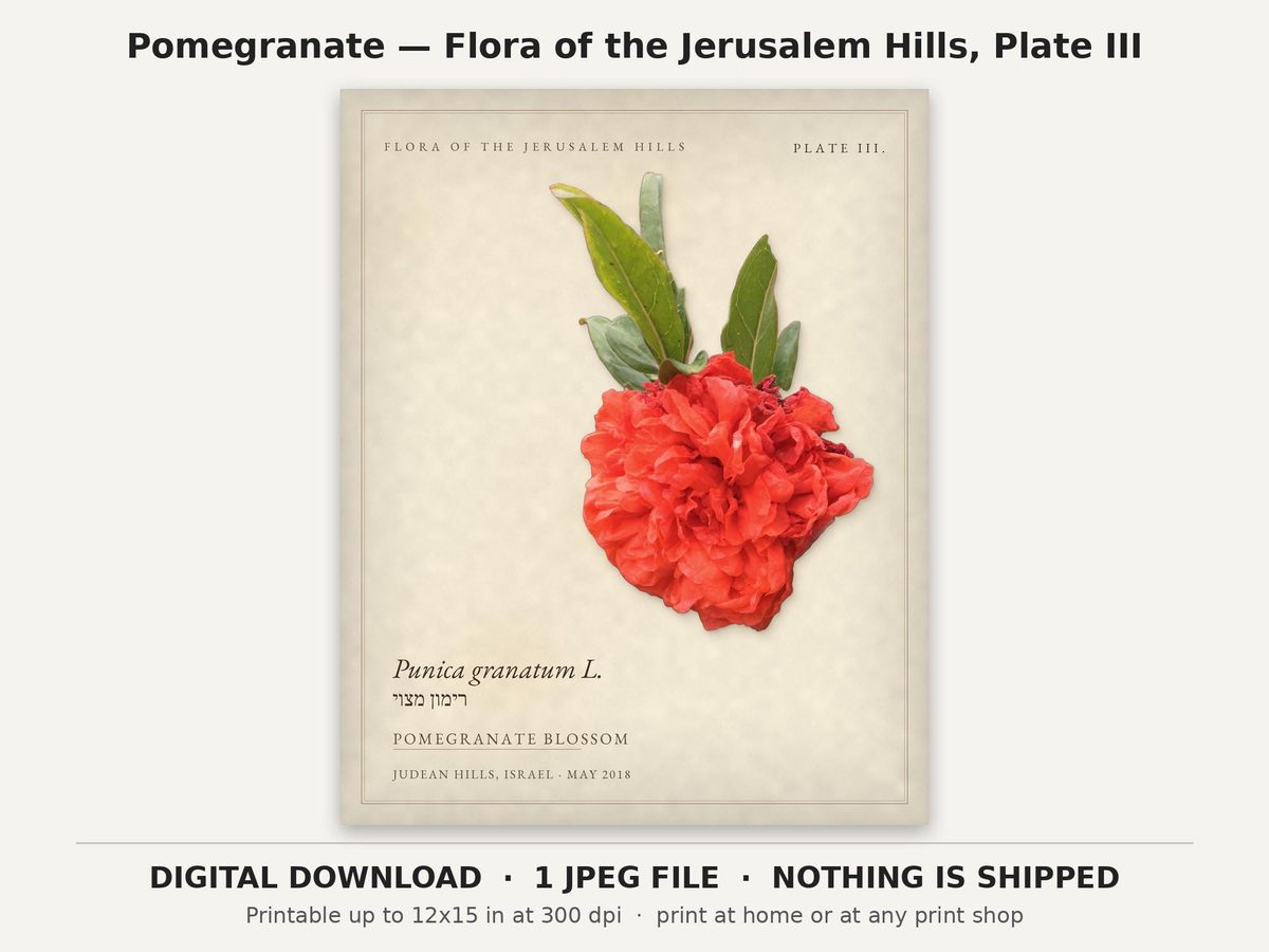 Pomegranate Botanical Print, Rosh Hashanah Decor Printable Wall Art, Judaica Digital Download, Jewish New Year Gift, Jerusalem Hills