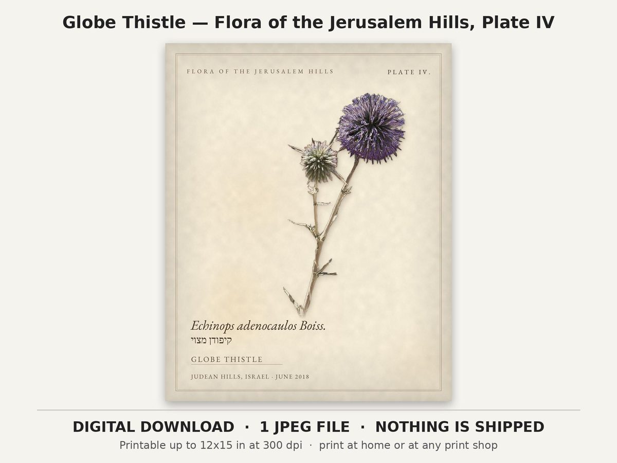 Globe Thistle Botanical Print, Jerusalem Hills Herbarium Plate IV (Digital Download)