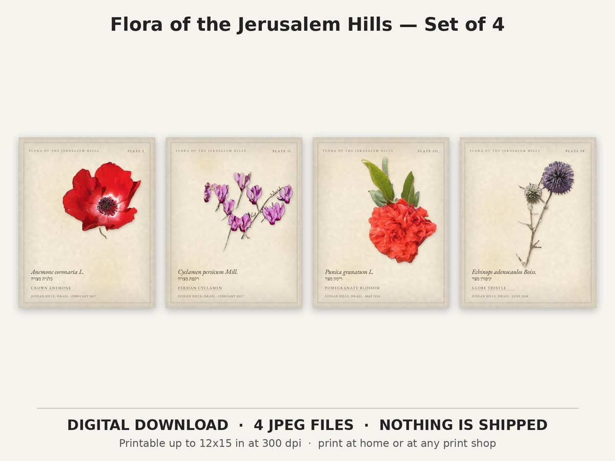 Flora of the Jerusalem Hills Print Set of 4, Israel Wildflower Botanical Printable Wall Art, Hebrew Latin Labels, Digital Download