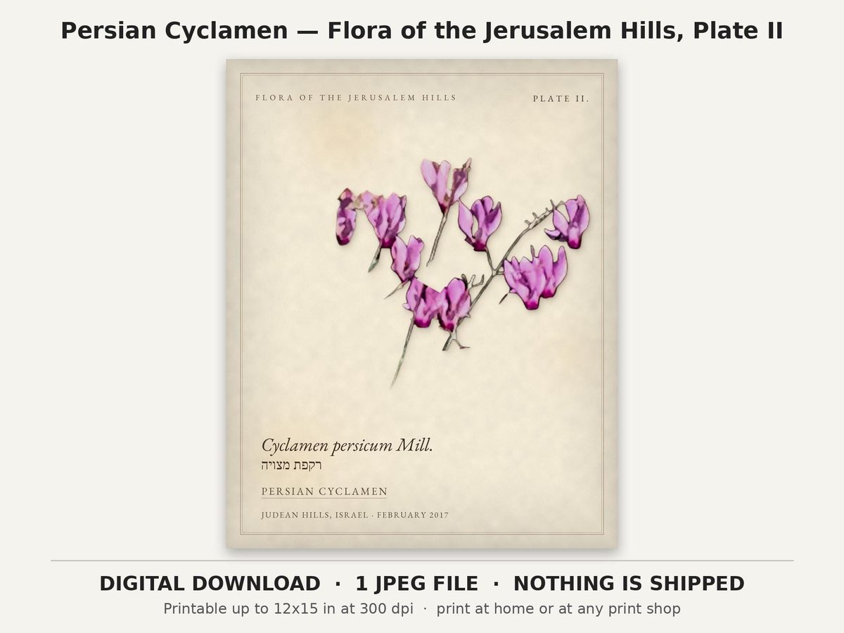 Persian Cyclamen Botanical Print, Jerusalem Hills Flora Plate II (Digital Download)