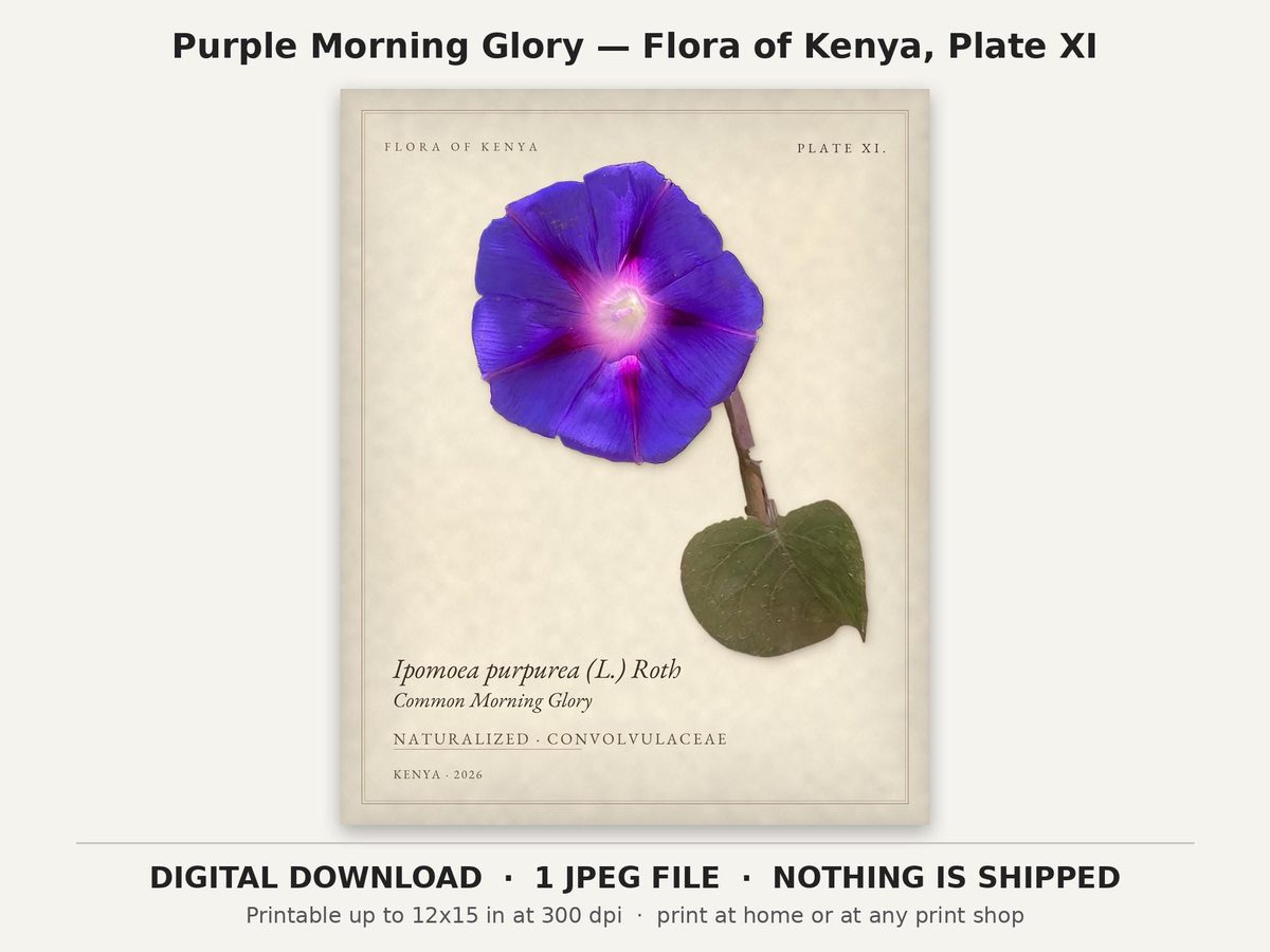 Purple Morning Glory Botanical Print, Flora of Kenya Plate XI (Digital Download)