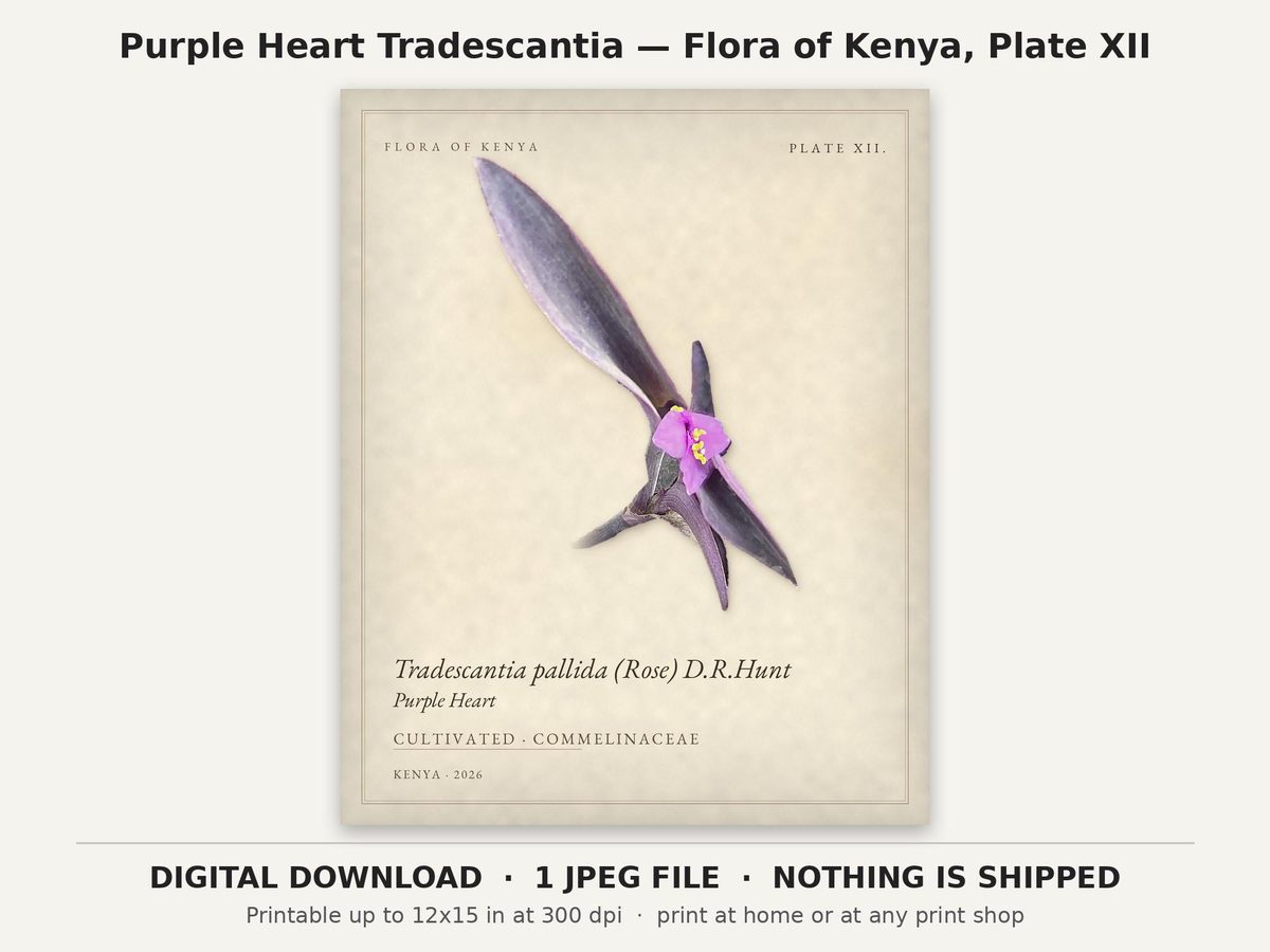 Purple Heart Tradescantia Botanical Print, Flora of Kenya Plate XII (Digital Download)