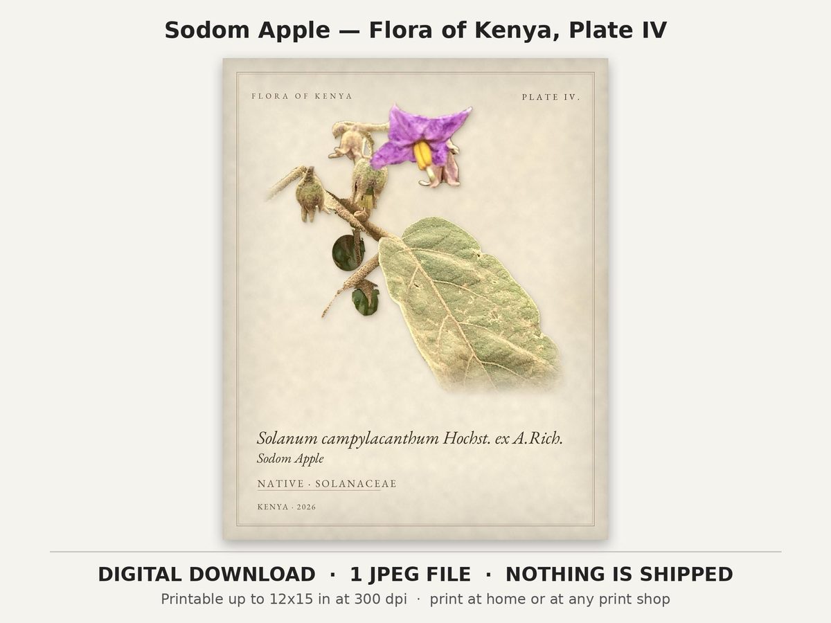 Sodom Apple Botanical Print, Kenya Flora Plate IV, Herbarium Style (Digital Download)