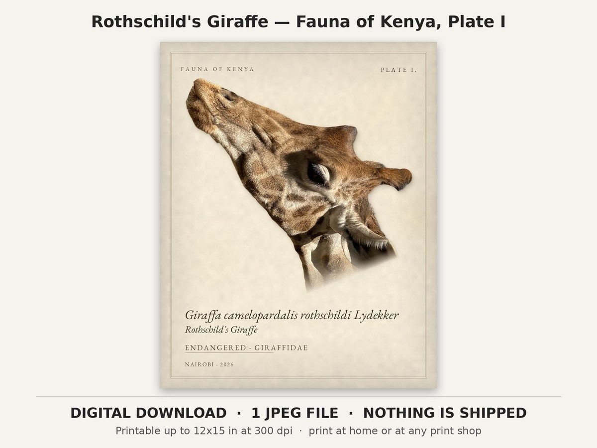 Rothschild's Giraffe Print, Kenya Safari Nursery Printable Wall Art, Fauna of Kenya Plate I, Giraffe Centre Nairobi, Digital Download