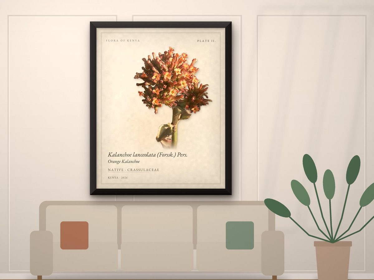 Orange Kalanchoe Botanical Print, Flora of Kenya Plate II, Wild Succulent Print