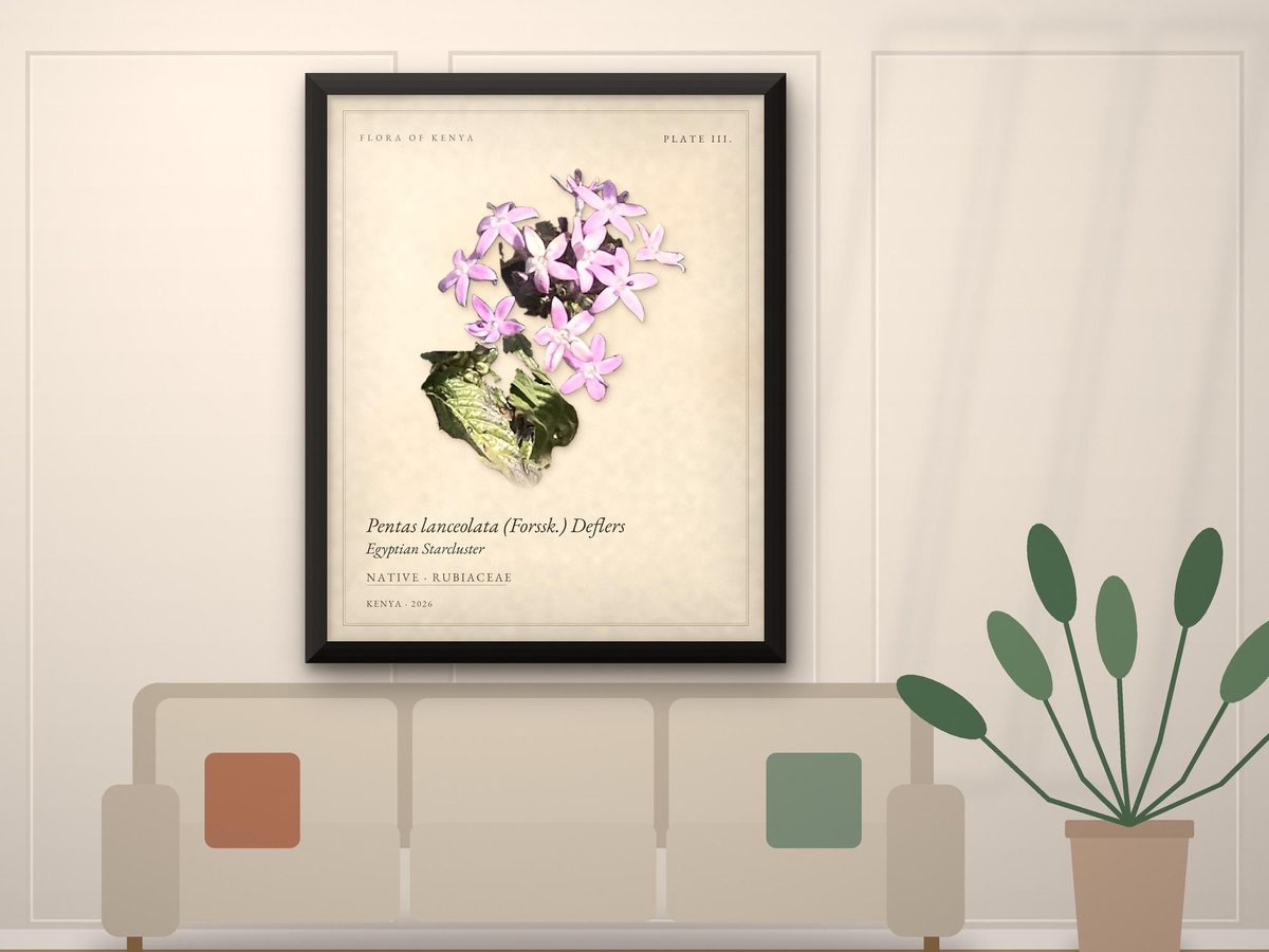 Pentas Egyptian Starcluster Botanical Print, Flora of Kenya Plate III, Nairobi Wildflower, Living Room Decor, Poster or Framed Print
