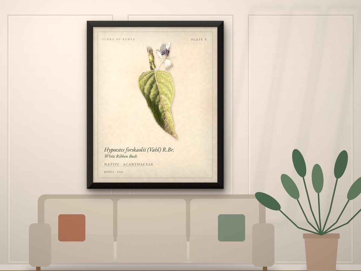 White Ribbon Bush Hypoestes Botanical Print, Flora of Kenya Plate V, Nairobi Leaf Art (Framed or Poster)