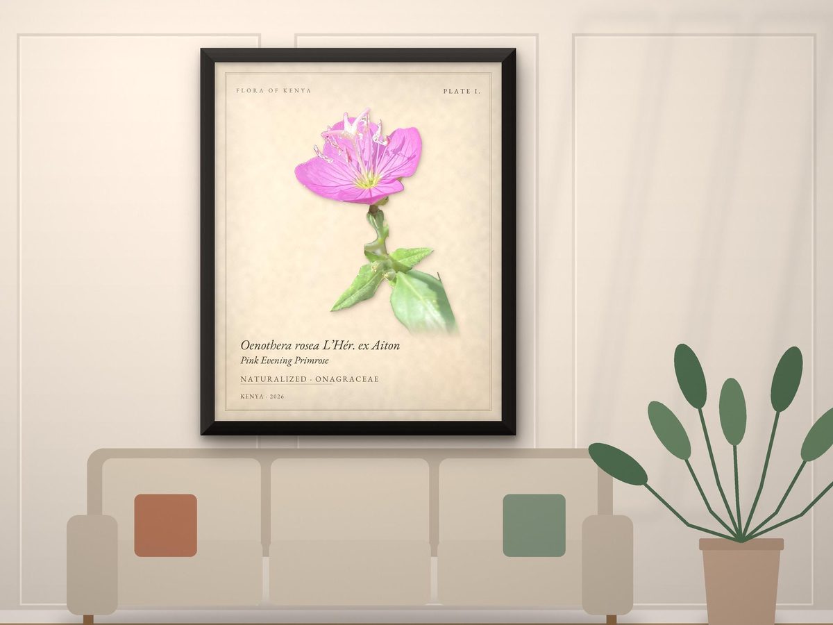 Pink Evening Primrose Botanical Print, Flora of Kenya Plate I, Oenothera rosea (Framed Print)