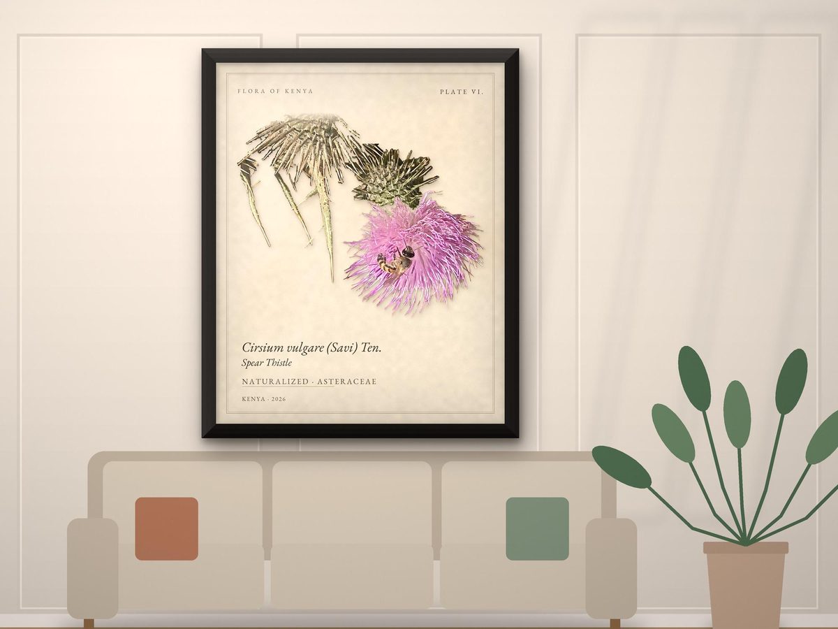 Spear Thistle & Honeybee Botanical Print, Flora of Kenya Plate VI, Kitchen Decor, Poster or Framed Print