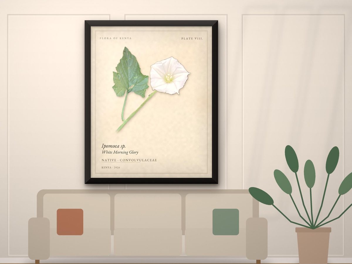 White Morning Glory Botanical Print, Flora of Kenya Plate VIII, Ipomoea (Framed or Poster)