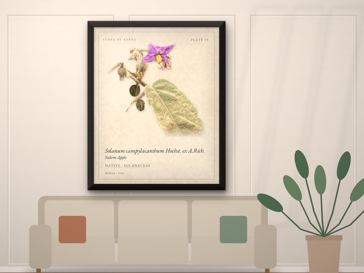 Sodom Apple Botanical Print, Flora of Kenya Plate IV, Solanum Wildflower (Framed or Poster)