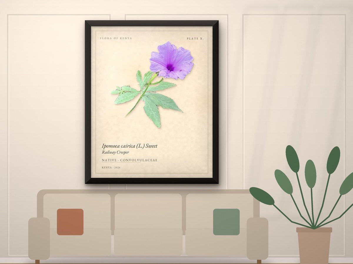 Railway Creeper Morning Glory Botanical Print, Flora of Kenya Plate X, Living Room Decor