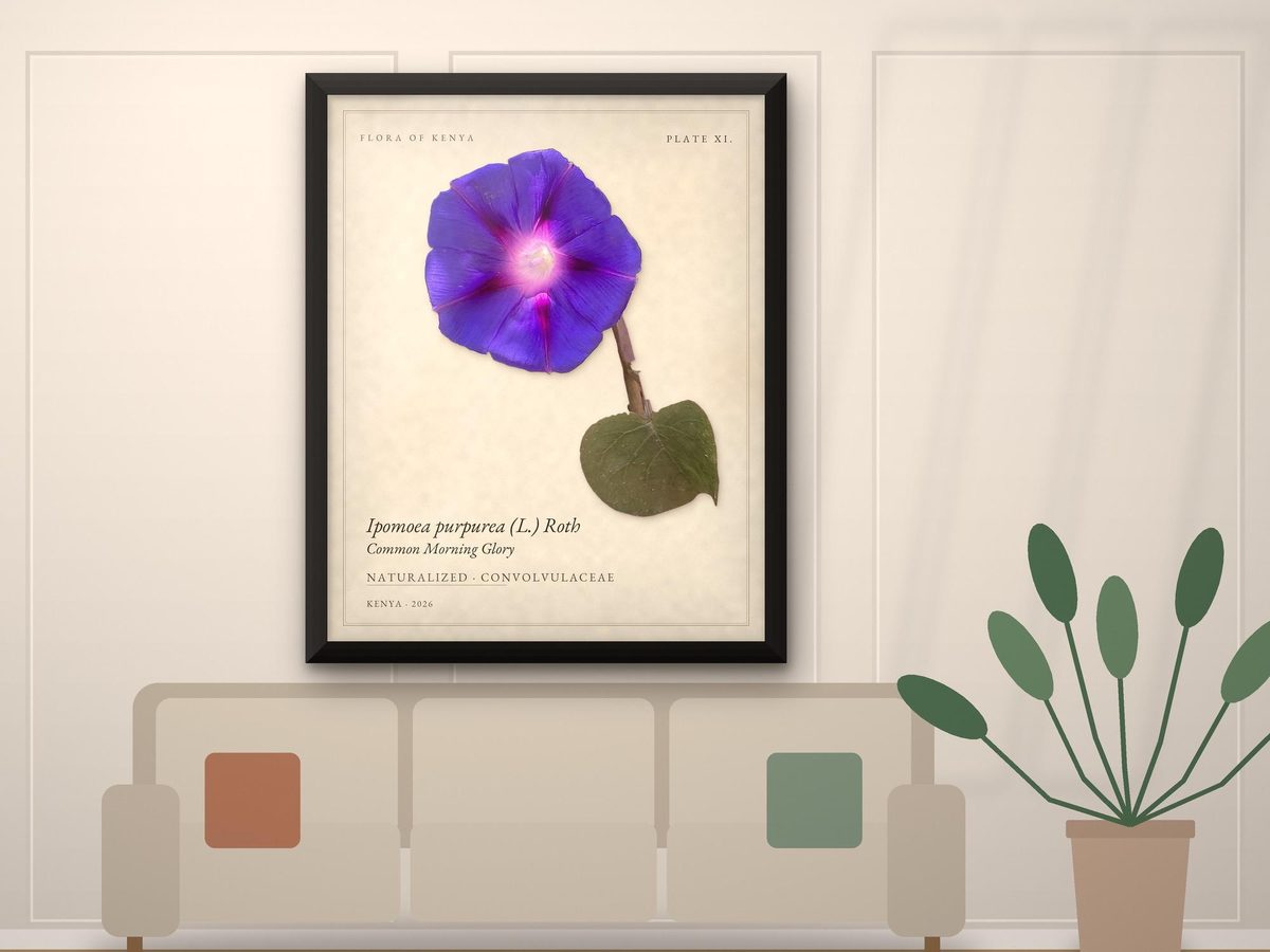 Purple Morning Glory Botanical Print, Flora of Kenya Plate XI, Ipomoea purpurea, Bedroom Decor, Poster or Framed Print