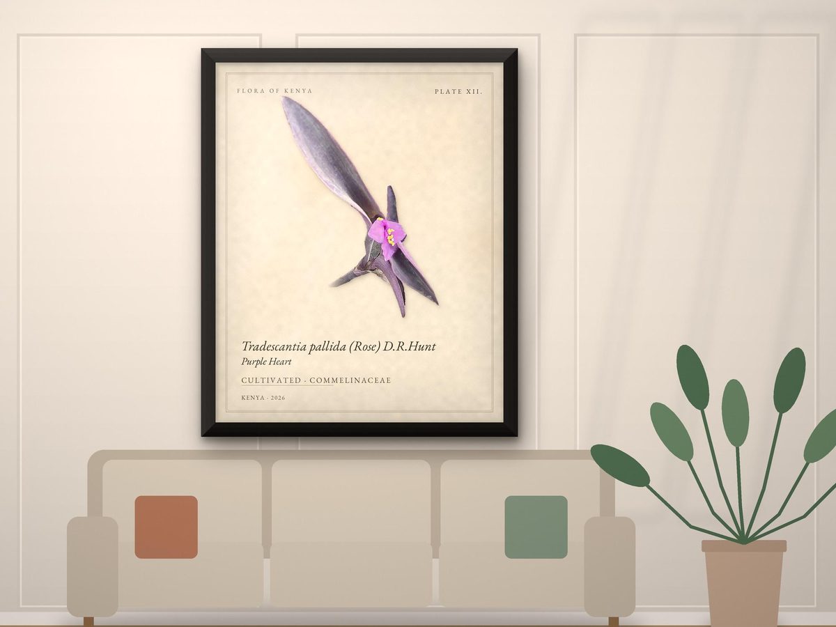 Purple Heart Tradescantia Botanical Print, Flora of Kenya Plate XII, Houseplant Art, Office Decor, Poster or Framed Print