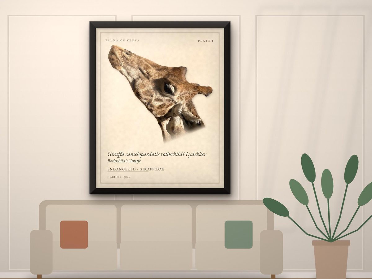 Rothschild's Giraffe Portrait Print, Fauna of Kenya Plate I, Nairobi Giraffe Centre (Framed Print)