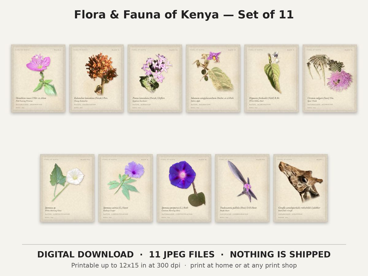 Flora and Fauna of Kenya Print Set of 11, Botanical Plates and Rothschild's Giraffe, Nairobi Wildflowers (Digital Download)