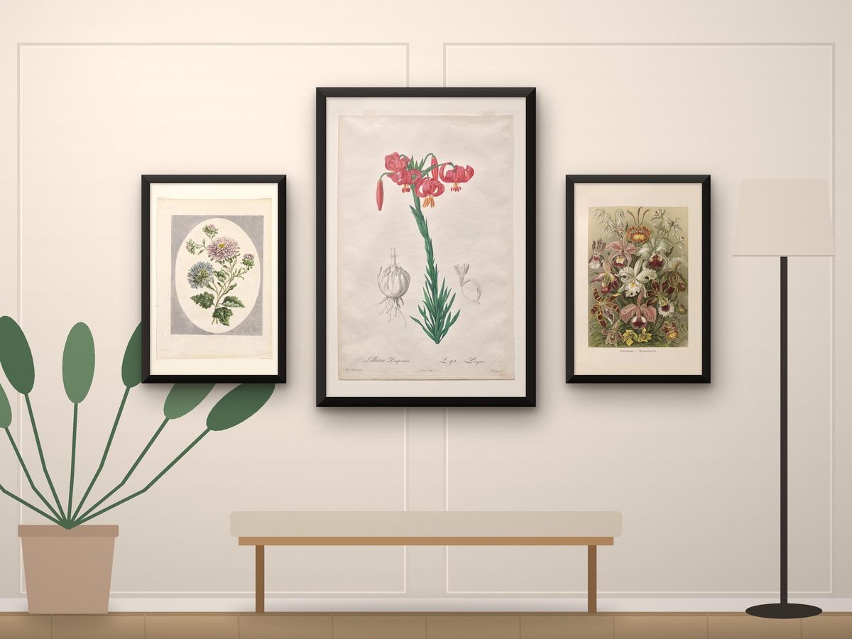Redoute Lily, Edwards China Aster, Haeckel Orchids Botanical Print Set of 3, Antique Flower Matching Poster or Framed Set