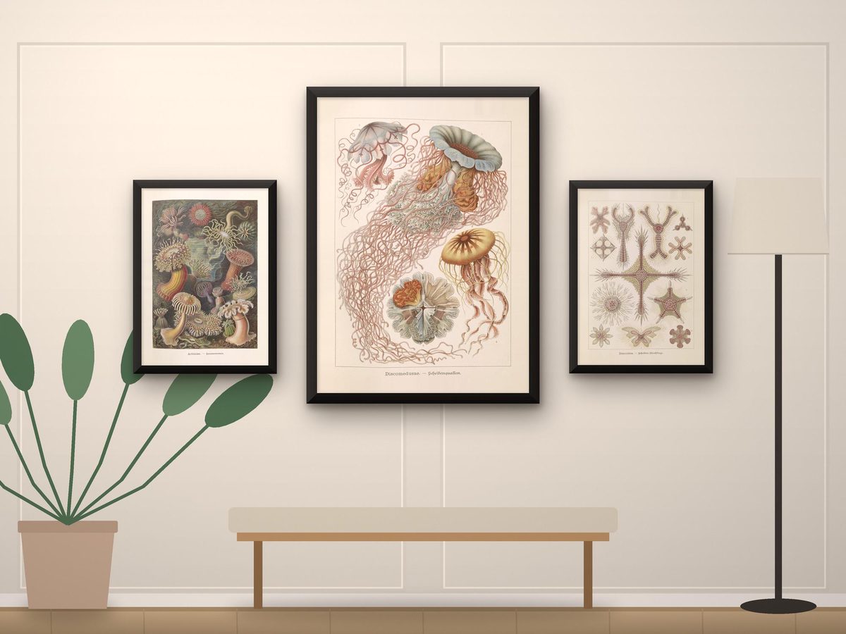 Ernst Haeckel Kunstformen der Natur 1904 Print Set of 3, Jellyfish, Anemones, Radiolarians, Matching Sea Life Set