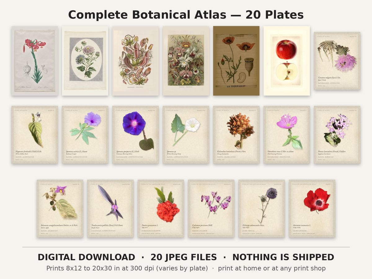 Flora of Kenya and Jerusalem Hills Botanical Bundle of 20, Antique Plates and Original Wildflowers, Printable Wall Art (Digital Download)
