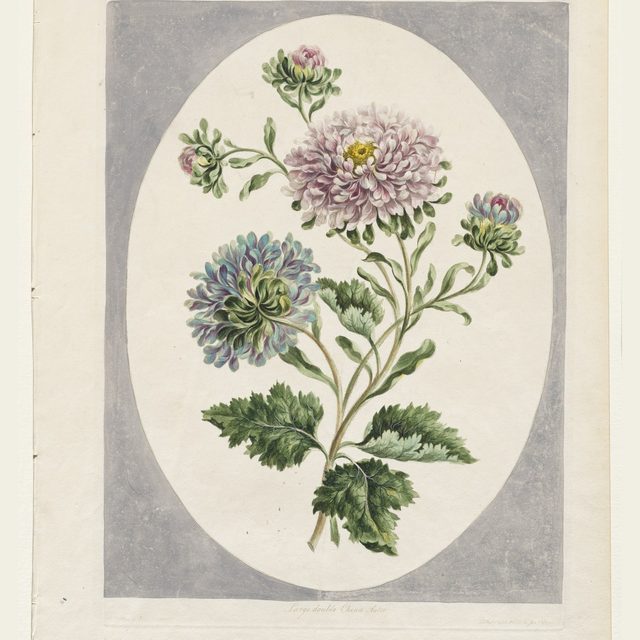 China Aster, John Edwards 1798