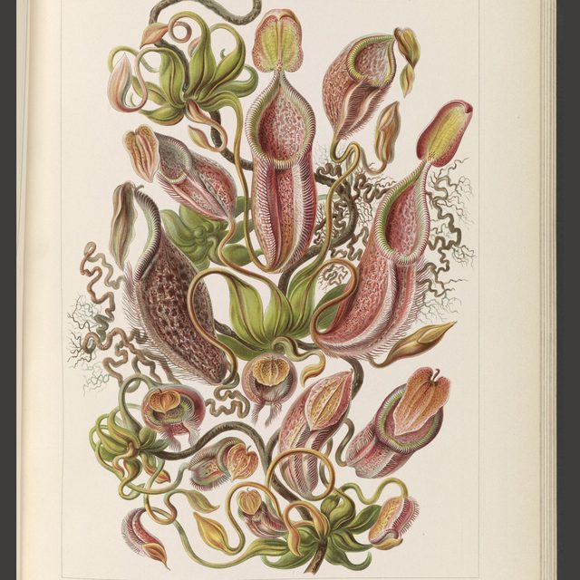 Haeckel, Nepenthaceae Pitcher Plants